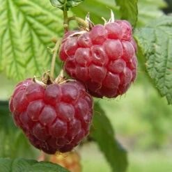 Framboisier 'Glen Ample' Bio : Pot De 3 Litres -Einhell Boutique 492120 001