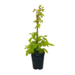 Framboisier 'Glen Ample' Bio : Pot De 3 Litres -Einhell Boutique 492120 004