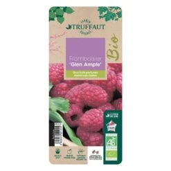 Framboisier 'Glen Ample' Bio : Pot De 3 Litres -Einhell Boutique 492120 006