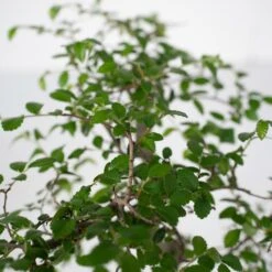 Bonsaï - H20cm, ø15cm - Plante D'intérieur -Einhell Boutique 492c4bcbc806e882