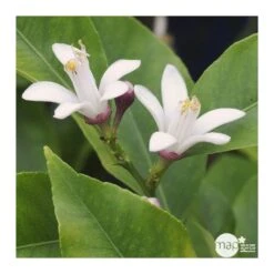 Citronnier 4 Saisons:AB Conteneur 3 Litres -Einhell Boutique 493516 002