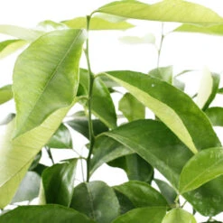 Citronnier 4 Saisons:AB Conteneur 3 Litres -Einhell Boutique 493516 003