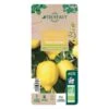 Citronnier 4 Saisons:AB Conteneur 3 Litres -Einhell Boutique 493516 008