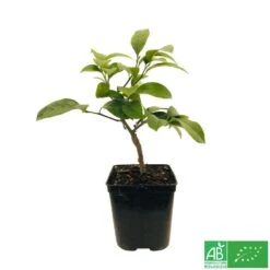 Citronnier Meyer:AB Conteneur 3 Litres 9 Citronnier Meyer:AB Conteneur 3 Litres -Einhell Boutique 493531 005