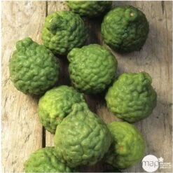 Combava AB :conteneur 3 Litres -Einhell Boutique 493533 005