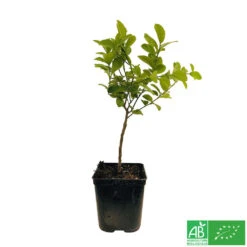 Limettier ' Mexicaine':AB Conteneur 3 Litres -Einhell Boutique 493535 003