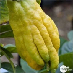 Main De Bouddah:AB Conteneur 3 Litres -Einhell Boutique 493536 001