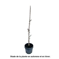Pommier Colonnaire 'Chenonceau'®: Conteneur 12 Litres 7 Pommier Colonnaire 'Chenonceau'®: Conteneur 12 Litres -Einhell Boutique 498583 002