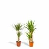 Yucca, Dracaena, Duo De Plantes - Plantes D'intérieur -Einhell Boutique 4a5b27c9e5e7b2fd