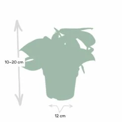 Pothos Scindapsus Pictus Epipremnum - H15cm, ø12cm - Plante D'intérieur Tombante 10 Pothos Scindapsus Pictus Epipremnum - H15cm, ø12cm - Plante D'intérieur Tombante -Einhell Boutique 4ac80b88f941ba75