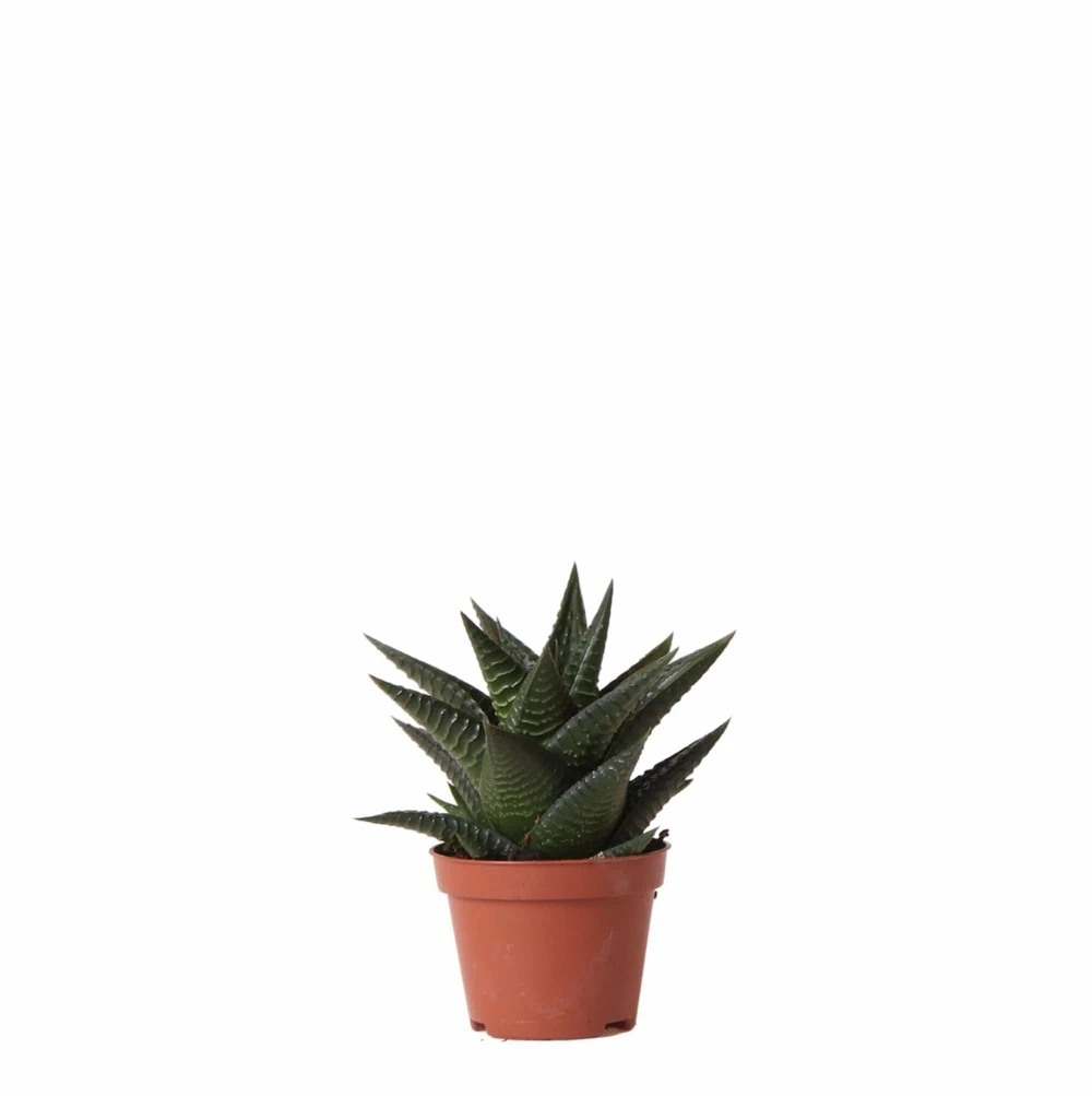 Haworthia Limifolia - ø6cm - H11cm, ø6cm - Plante D'intérieur 3 Haworthia Limifolia - ø6cm - H11cm, ø6cm - Plante D'intérieur