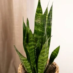 Sansevieria Zeylanica - H55cm, ø14cm - Plante D'intérieur Sans Entretien -Einhell Boutique 4b22abfedd7b3d72