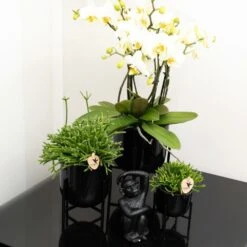 Rhipsalis Baccifera - H10cm, ø6cm - Plante D'intérieur -Einhell Boutique 4b83bd2ab48d9579