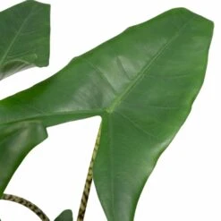 Alocasia Zebrina - H75cm, ø19cm - Grande Plante D'intérieur -Einhell Boutique 4d92f21551794d46