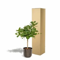 Ficus Benghalensis Et Son Cache-pot Noir - H90cm, ø21cm - Grande Plante D'intérieur -Einhell Boutique 4eb4833498f77221