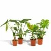 Alocasia Zebrina, Monstera Deliciosa, Bananier Musa, Strelitzia Nicolai - Grandes Plantes D'intérieur -Einhell Boutique 511ea8fc42316b49