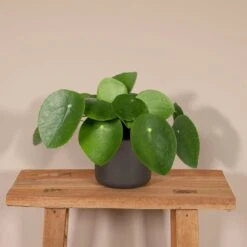 Pilea Peperomiodes - H20cm, ø12cm - Plante D'intérieur -Einhell Boutique 513a300c6de22731