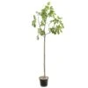 Figuier 'Rouge De Bordeaux' Tige : Pot 10 L 2 Figuier 'Rouge De Bordeaux' Tige : Pot 10 L -Einhell Boutique 514655 002