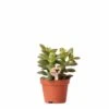 Crassula - H11cm, ø6cm - Plante D'intérieur 2 Crassula - H11cm, ø6cm - Plante D'intérieur -Einhell Boutique 518458f65b7b58f1