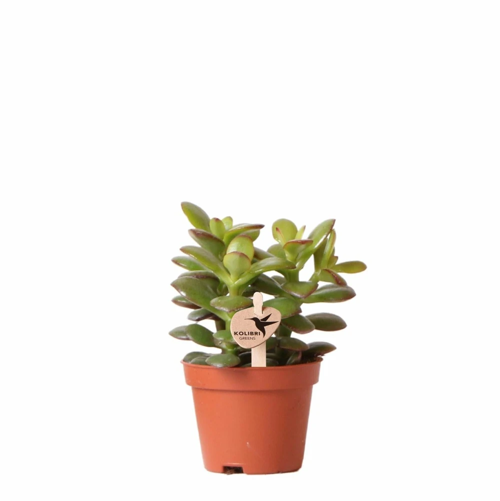 Crassula - H11cm, ø6cm - Plante D'intérieur 3 Crassula - H11cm, ø6cm - Plante D'intérieur