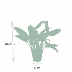 Aglaonema Christina - H30cm, ø12cm - Plante D'intérieur -Einhell Boutique 52d68148d9d73b0c