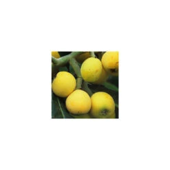 Eriobotrya 'Japonica': Ctr 18L 11 Eriobotrya 'Japonica': Ctr 18L -Einhell Boutique 532439 005