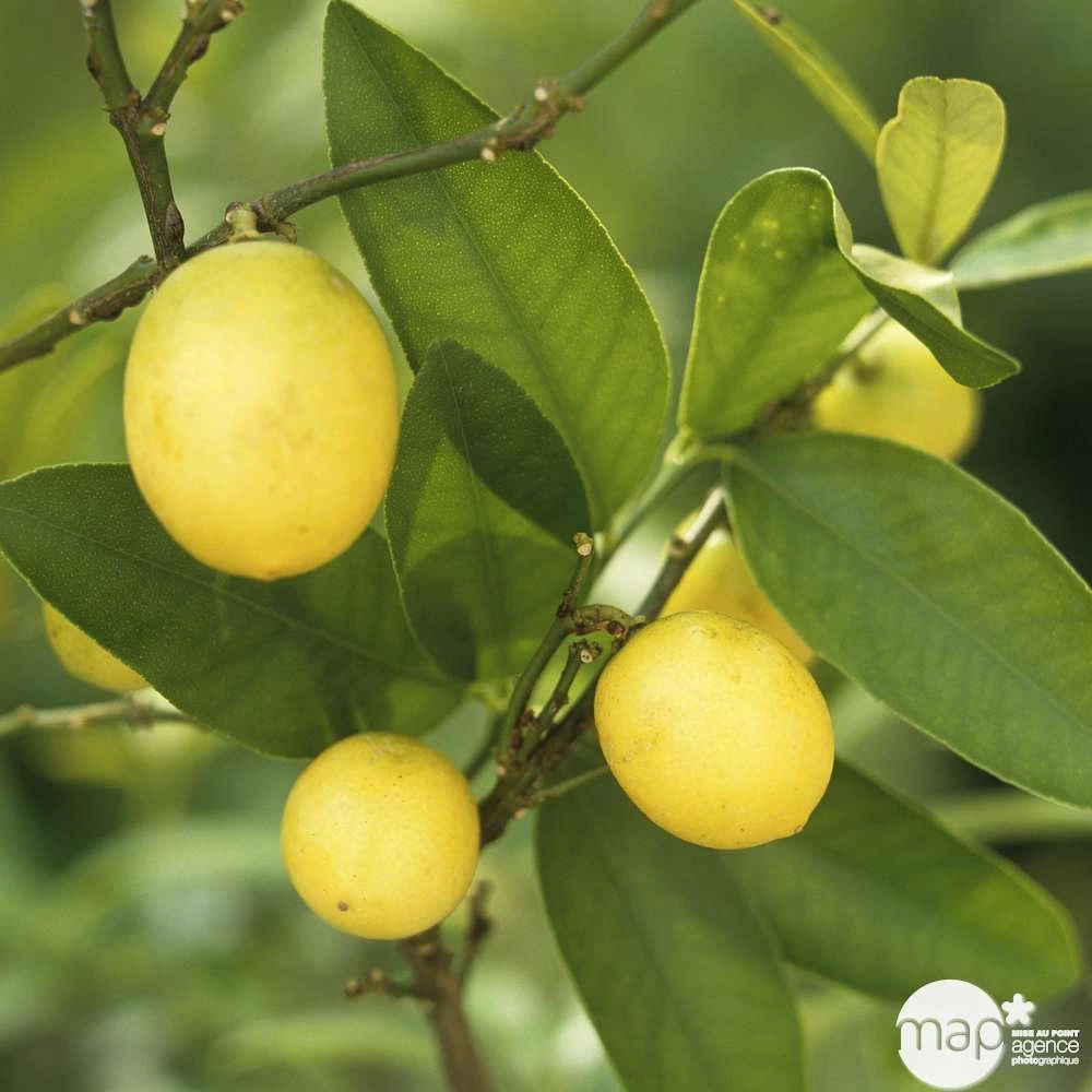 Limequat:AB Conteneur 3 Litres 7 Limequat:AB Conteneur 3 Litres – Image 5