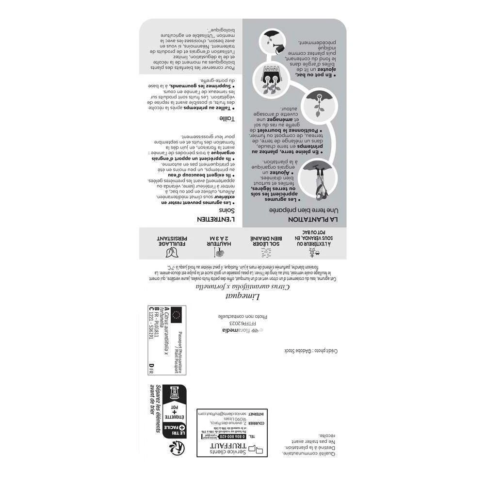 Limequat:AB Conteneur 3 Litres 5 Limequat:AB Conteneur 3 Litres – Image 3