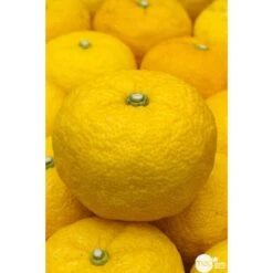 Yuzu AB:pot 3L 10 Yuzu AB:pot 3L -Einhell Boutique 540978 001