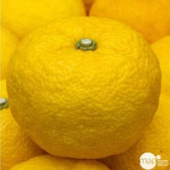 Yuzu AB:pot 3L 11 Yuzu AB:pot 3L -Einhell Boutique 540978 002