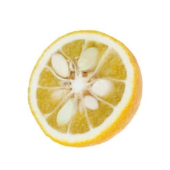 Yuzu AB:pot 3L 12 Yuzu AB:pot 3L -Einhell Boutique 540978 003