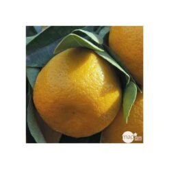 Agrumes XXL: C 5L - Variétés Variables 7 Agrumes XXL: C 5L - Variétés Variables -Einhell Boutique 552321 001