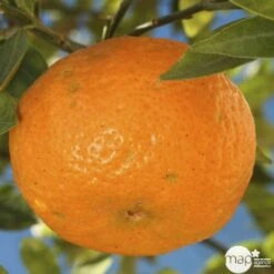 Agrumes XXL: C 5L - Variétés Variables 8 Agrumes XXL: C 5L - Variétés Variables -Einhell Boutique 552321 003