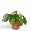 Pilea Peperomiodes - H20cm, ø12cm - Plante D'intérieur 2 Pilea Peperomiodes - H20cm, ø12cm - Plante D'intérieur -Einhell Boutique 5595955568a206bc