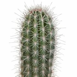 Pachycereus Pringlei - H40cm, ø17cm - Plante D'intérieur -Einhell Boutique 57b3a108e7f76c21