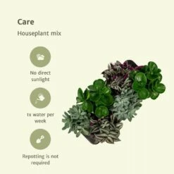 Box 6 Plantes D'intérieur - H20cm, ø12cm - Plantes D'intérieur -Einhell Boutique 57cb3f066d5948c2