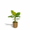 Bananier Nain Cavendish Et Son Cache-pot Doré - H90cm, ø21cm - Grande Plante D'intérieur