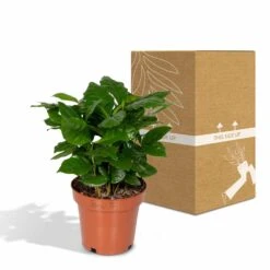 Caféier Arabica - H25cm, ø12cm - Plante D'intérieur -Einhell Boutique 58473b0a2988b828