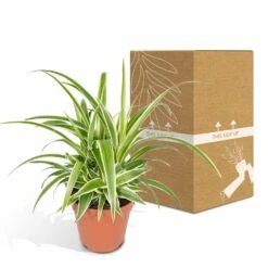 Chlorophytum - H25cm, ø12cm - Plante D'intérieur -Einhell Boutique 58d98f93a3e197de