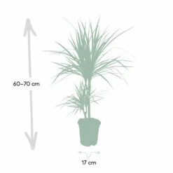 Dracaena Marginata - H70cm, ø17cm - Grande Plante D'intérieur -Einhell Boutique 59154e5733f16093