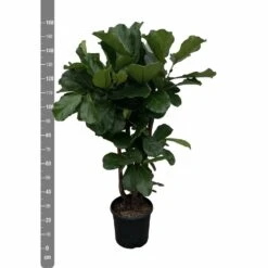 Ficus Lyrata Xxl - H160cm, ø30cm - Très Grande Plante D'intérieur -Einhell Boutique 59f86ab397eb668b