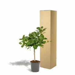Ficus Benghalensis - H75cm, ø21cm - Grande Plante D'intérieur -Einhell Boutique 5c1e293321750c74