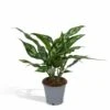 Aglaonema Maria - H30cm, ø12cm - Plante D'intérieur -Einhell Boutique 5cc3b1896d7aa749