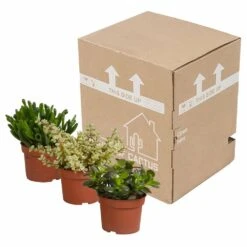 Crassula, Box De 3 Plantes - H15cm, ø10,5cm - Plantes D'intérieur -Einhell Boutique 5ddb1b051b6db20b