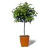 Mandarinier Satsuma Bio "citrus Unshiu" Tailles:pot De 3 Litres, Hauteur 30/40 Cm -Einhell Boutique 5e11a2c7643386a3