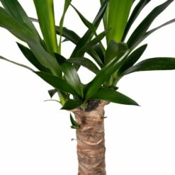 Yucca - H40cm, ø14cm - Plante D'intérieur 9 Yucca - H40cm, ø14cm - Plante D'intérieur -Einhell Boutique 5f16e0f52d300105