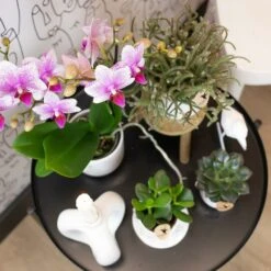 Orchidée Rose Phalaenopsis - H35cm, ø9cm - Plante D'intérieur Fleurie -Einhell Boutique 5f6aafb075eb6790