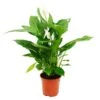 Spathiphyllum "cupido", Feuille Simple - Pot De 17cm -Einhell Boutique 60c746f5a6067be4