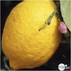 Citronnier "4 Saisons" : H.40/60 Cm - Pot De 5 Litres -Einhell Boutique 619974 001