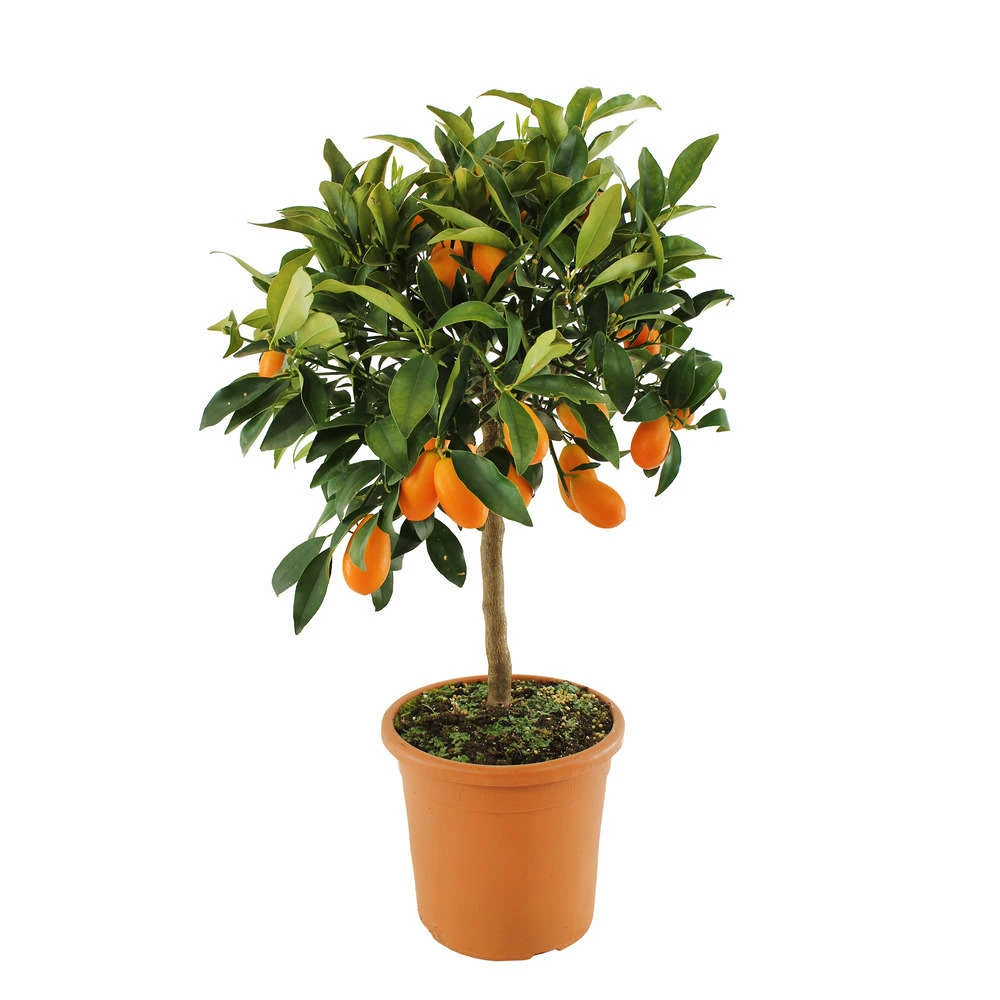 Kumquat : H.40/60 Cm - Pot De 5 Litres 5 Kumquat : H.40/60 Cm - Pot De 5 Litres – Image 3
